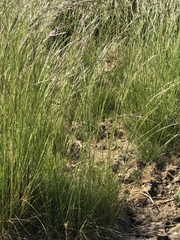 Deschampsia elongata