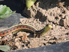 Thamnophis elegans terrestris