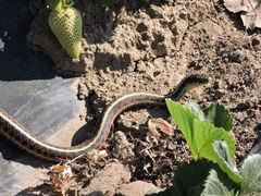 Thamnophis elegans terrestris