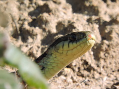 Thamnophis elegans terrestris