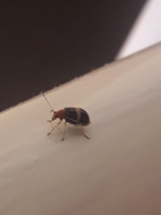 Gynandrobrotica