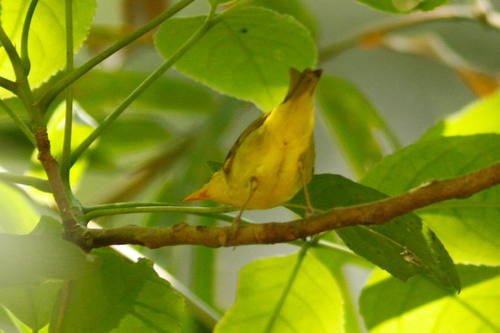 Sulphur-breasted Warbler (Phylloscopus ricketti), photo 10