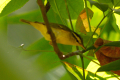 Phylloscopus ricketti