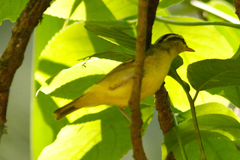 Phylloscopus ricketti