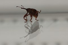 Anthonomus rectirostris