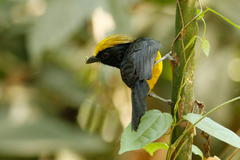 Melanochlora sultanea