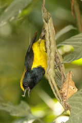 Melanochlora sultanea