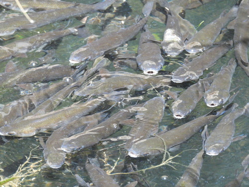 Thinlip grey mullet (Liza ramada) — Mugilidae — 3