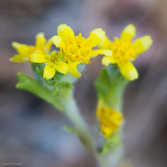 Eriophyllum multicaule