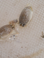 Emerita brasiliensis