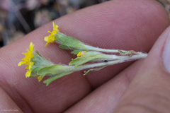 Eriophyllum multicaule