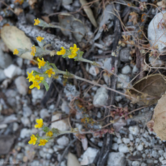 Eriophyllum multicaule