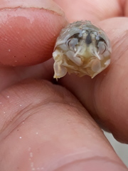 Emerita brasiliensis