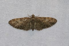 Eupithecia abbreviata