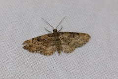 Eupithecia tantillaria