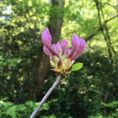 Rhododendron periclymenoides