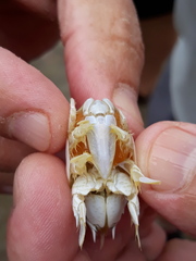 Emerita brasiliensis