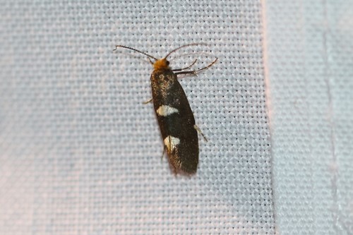 Feathered Bright, 6874 Wolfheze, Nederland, photo 7 of 10