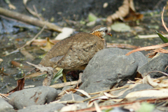 Tropicoperdix chloropus