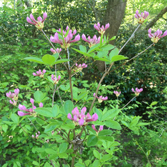 Rhododendron periclymenoides