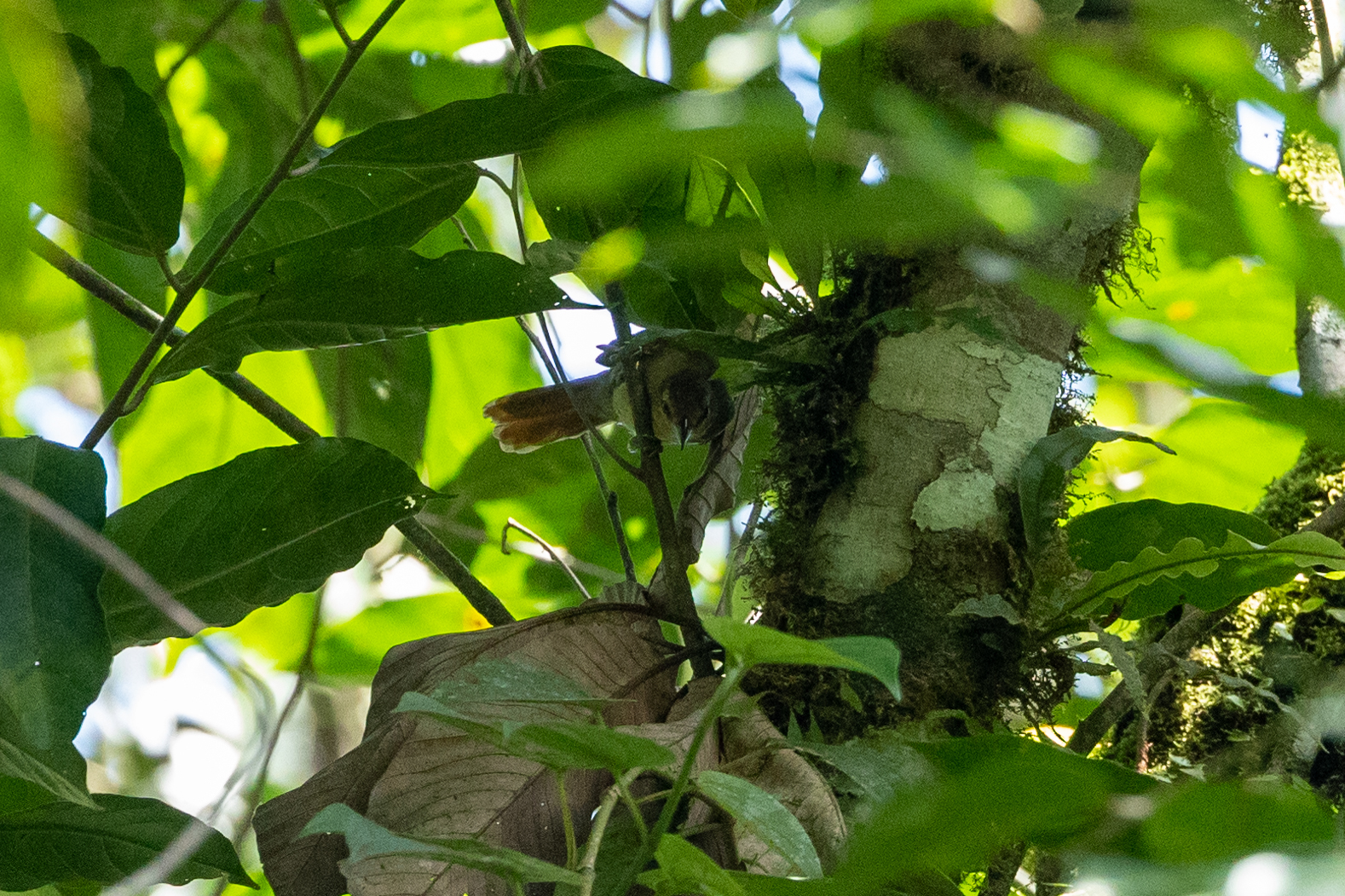 Russet Antshrike (Thamnistes anabatinus), photo 9