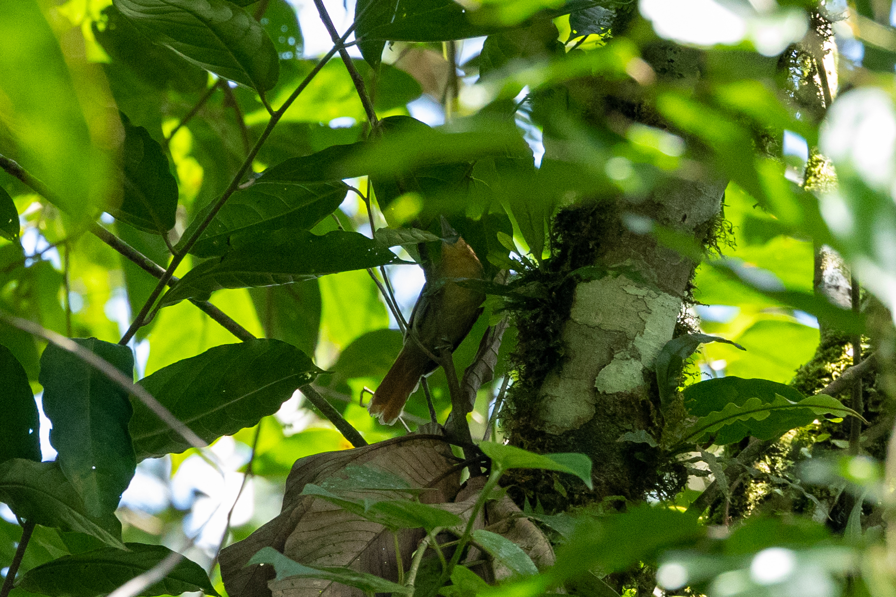 Russet Antshrike (Thamnistes anabatinus), photo 8