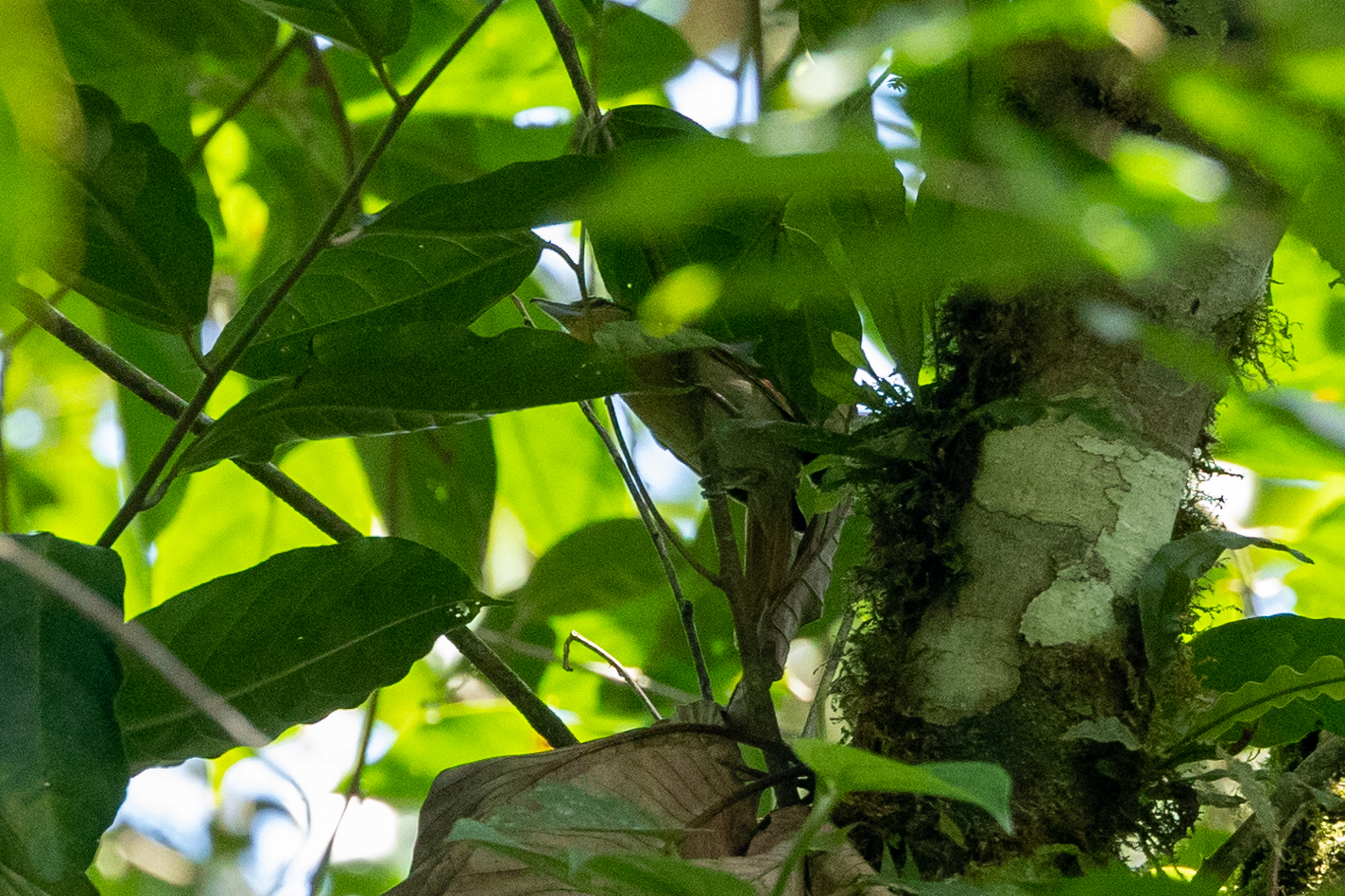 Russet Antshrike (Thamnistes anabatinus), photo 7