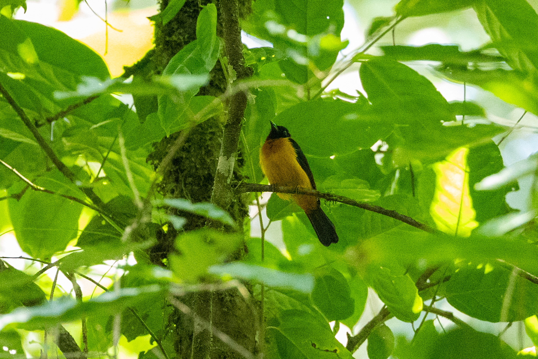 Fulvous Shrike-Tanager (Lanio fulvus), photo 4