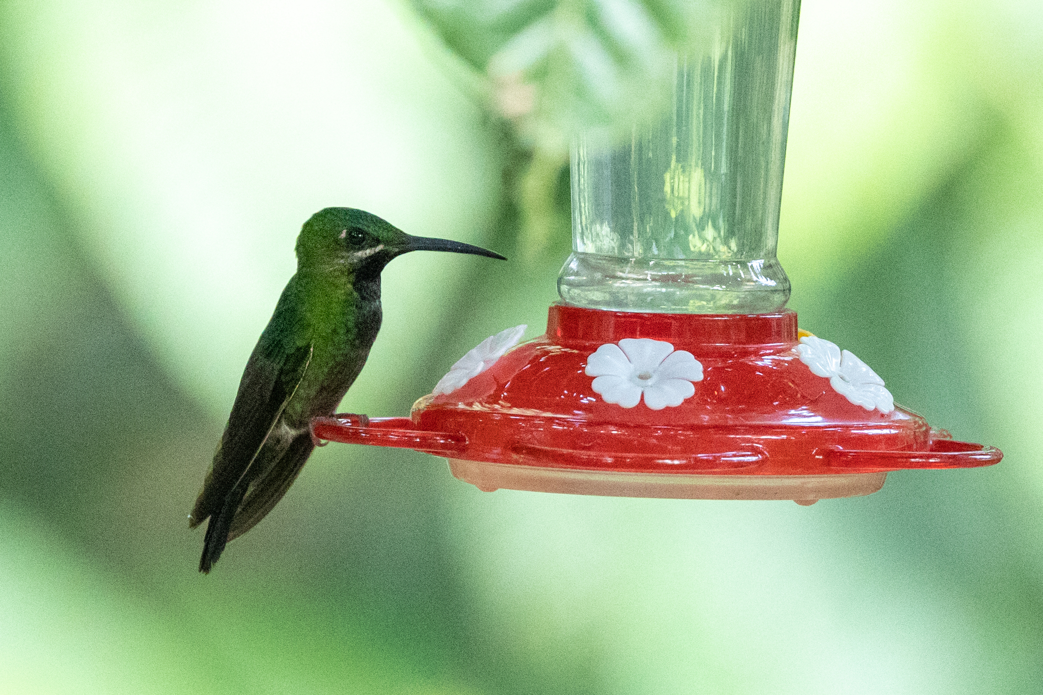 Black-throated Brilliant (Heliodoxa schreibersii), photo 7