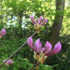 Rhododendron periclymenoides