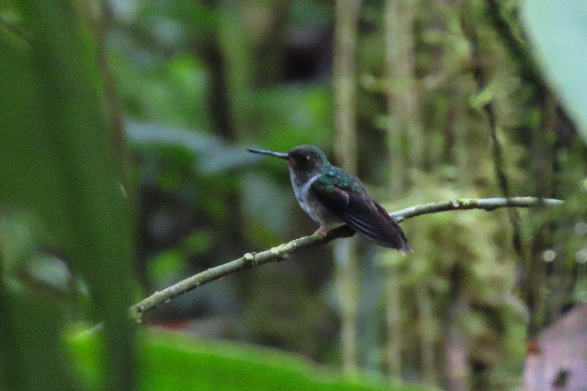 Ecuadorian Piedtail (Phlogophilus hemileucurus), photo 1