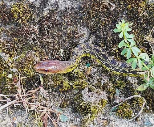 Photo of a Eastern Trinket Snake (Elaphe cantoris)