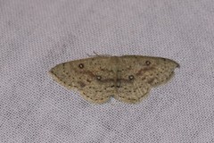 Cyclophora albipunctata