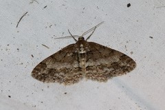 Paradarisa consonaria