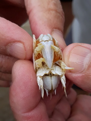 Emerita brasiliensis