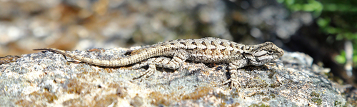 iNaturalist observation photo of Western Fence Lizard