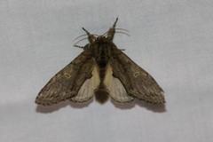 Peridea anceps