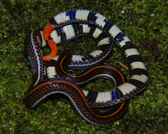 Striped Coral Snake photo 3