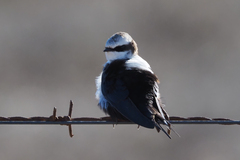 White-Backed Swallow photo 3