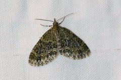 Acasis viretata