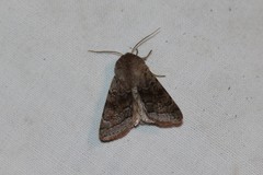 Orthosia opima