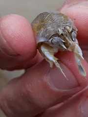 Emerita brasiliensis