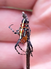 Alpaida grayi
