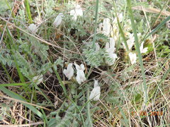 Astragalus testiculatus