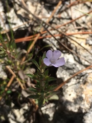 Dyschoriste angusta