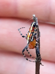 Alpaida grayi