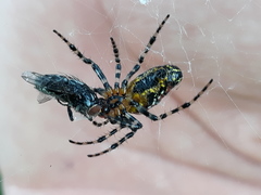 Alpaida grayi