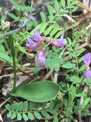 Astragalus crassicarpus