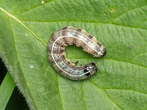 Small Quaker