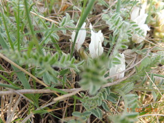 Astragalus testiculatus